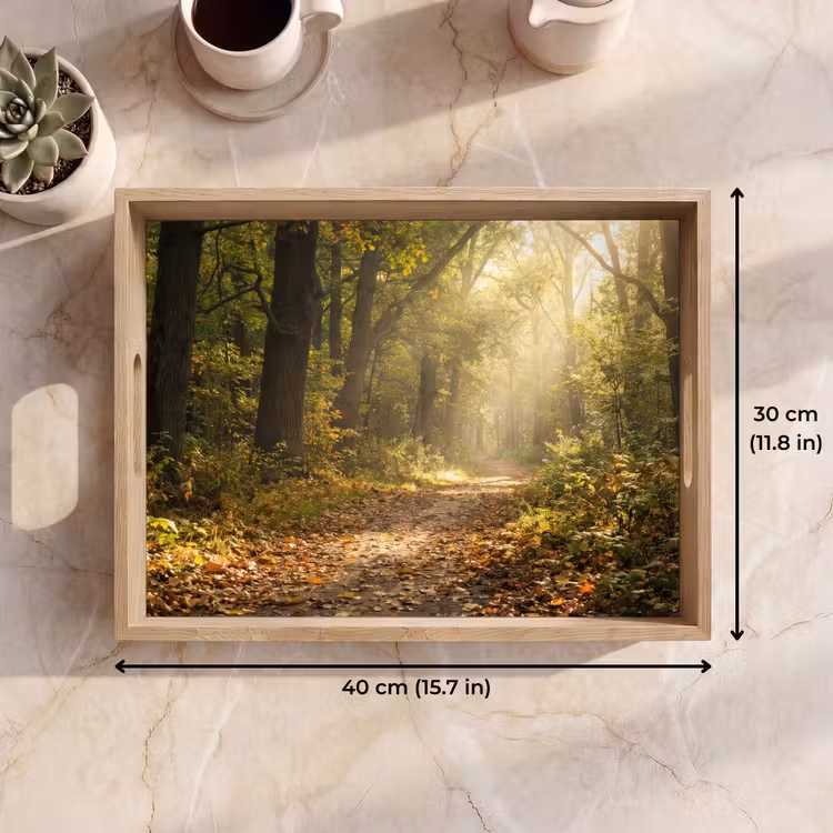 Tray - Sunlight - Forest path - Trees — 7