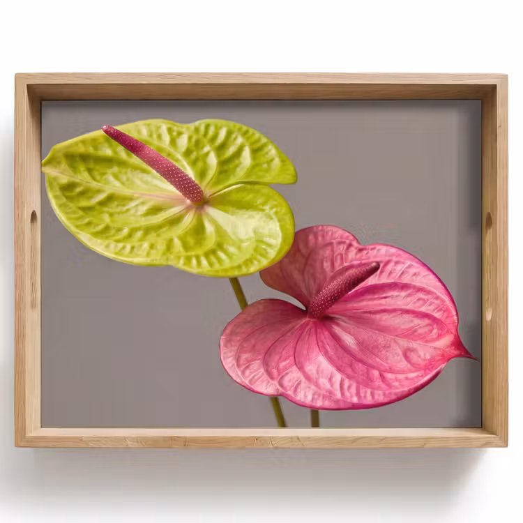 Tray - Plants - Anthurium - Green - Pink — 1