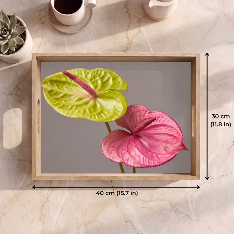 Tray - Plants - Anthurium - Green - Pink — 7