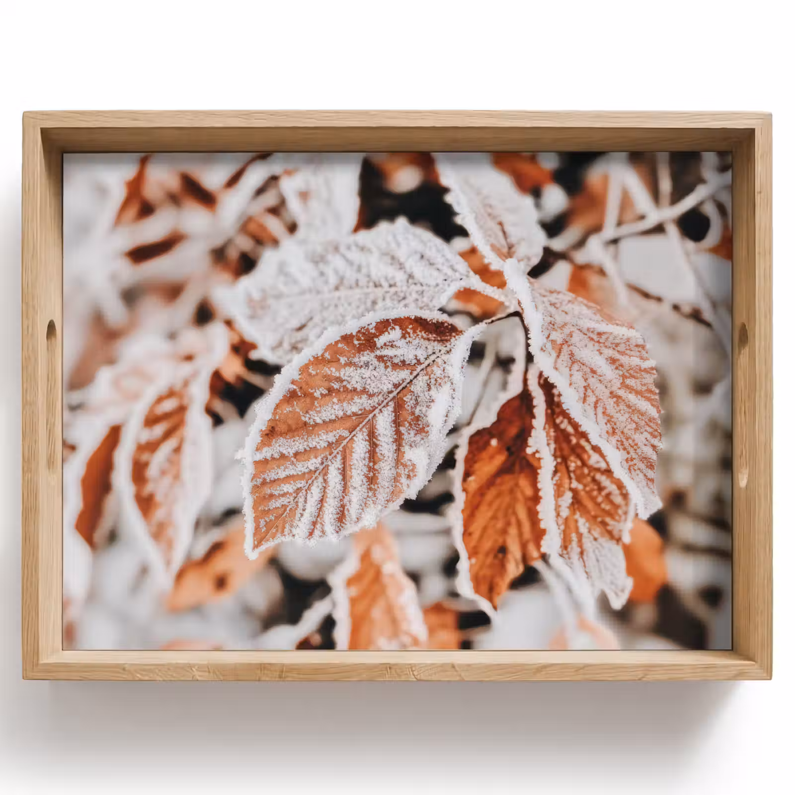 Tray - Leaves - Ice - Winter - Nature — 1