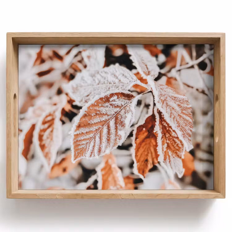 Tray - Leaves - Ice - Winter - Nature — 1