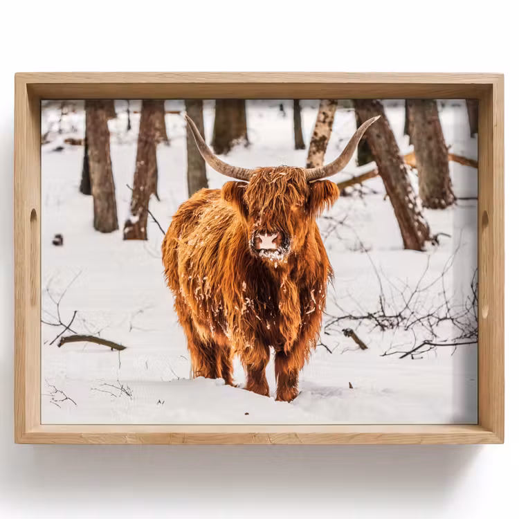 Tray - Scottish Highlander - Snow - Winter - Nature - Animals — 1