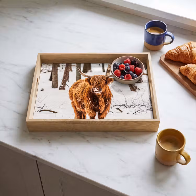 Tray - Scottish Highlander - Snow - Winter - Nature - Animals — 3