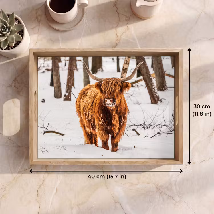 Tray - Scottish Highlander - Snow - Winter - Nature - Animals — 7