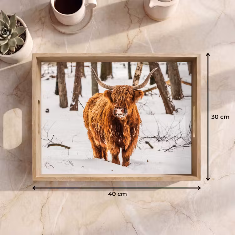 Tray - Scottish Highlander - Snow - Winter - Nature - Animals — 8