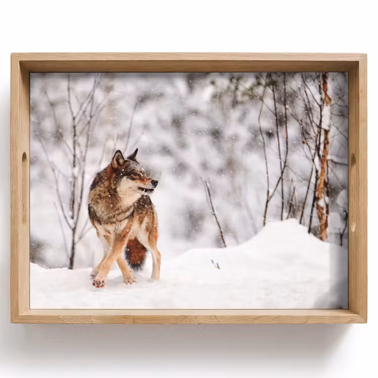 Tray - Wolf - Winter - Snow - Nature - Animals — 1