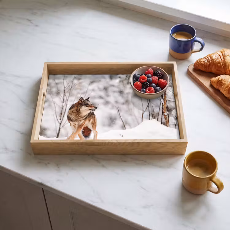 Tray - Wolf - Winter - Snow - Nature - Animals — 3