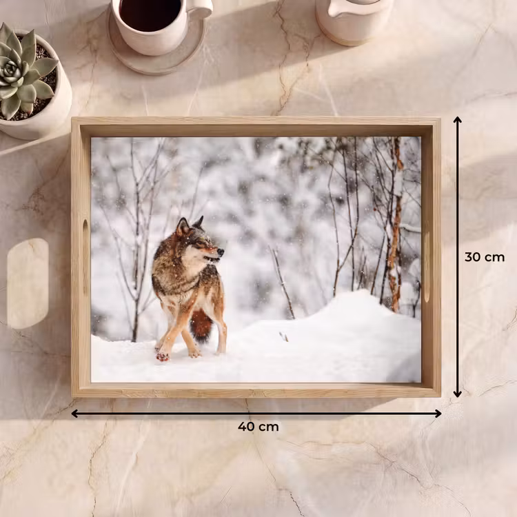 Tray - Wolf - Winter - Snow - Nature - Animals — 8