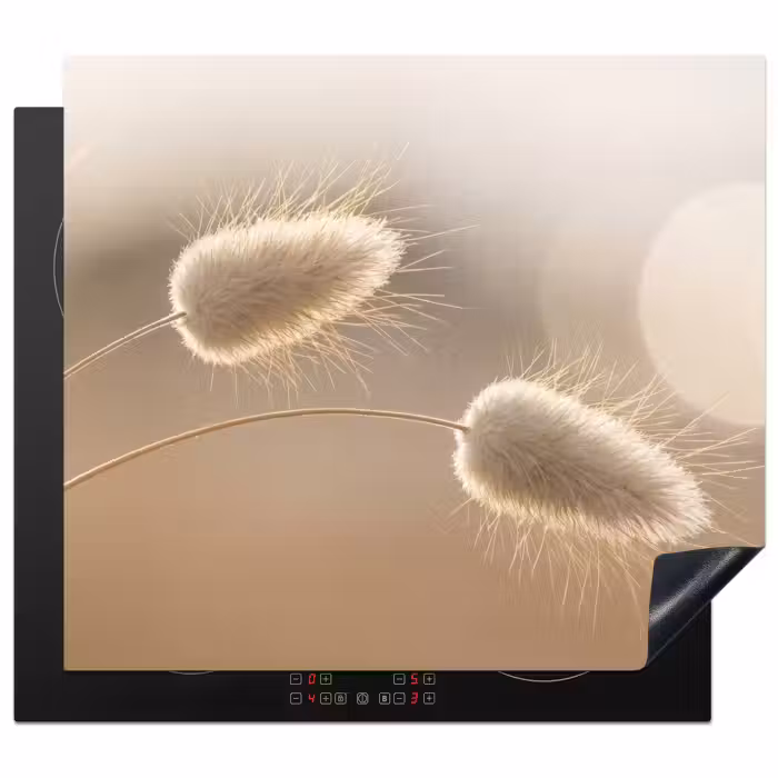 Induction hob protector - Haze tail grass - Grain hairs - Sunlight