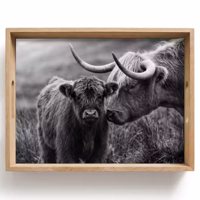 Tray - Scottish highlander - Calf - Black - White