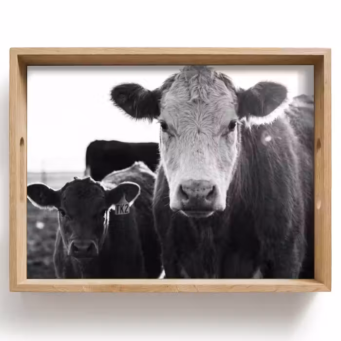 Tray - Cows - Black - White