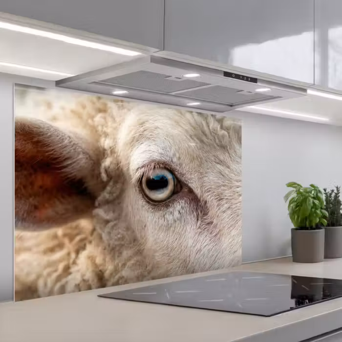Kitchen splashback for hob - Sheep - Eye - White